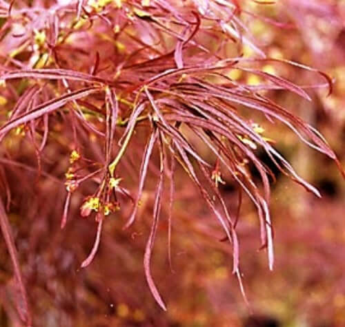 Acer palmatum 'Red Pygmy' - mapleridgenursery