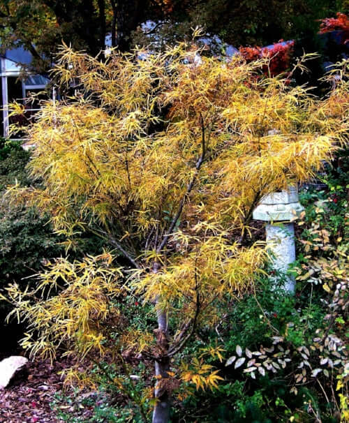 Acer palmatum 'Red Pygmy' - mapleridgenursery