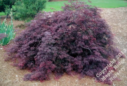Acer palmatum 'Red Select' - mapleridgenursery