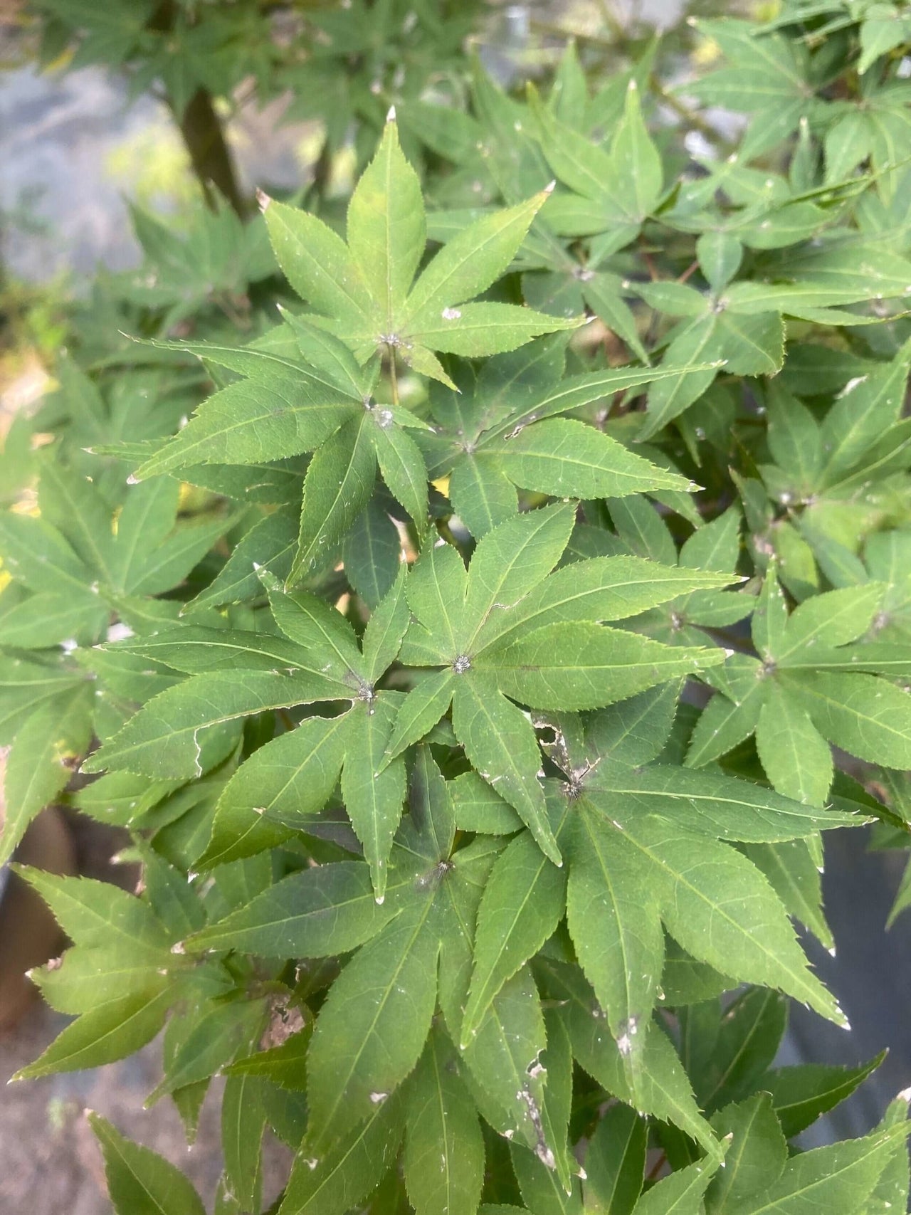 Acer palmatum 'Ruby Stars' - mapleridgenursery