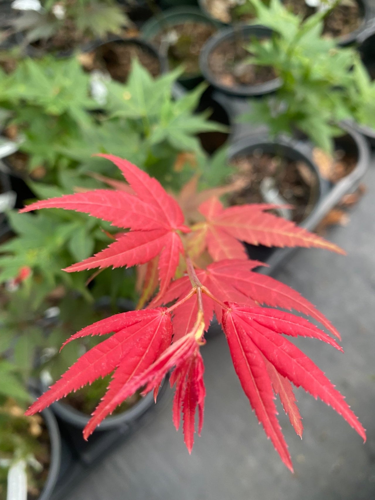 Acer palmatum 'Ruby Stars' - mapleridgenursery