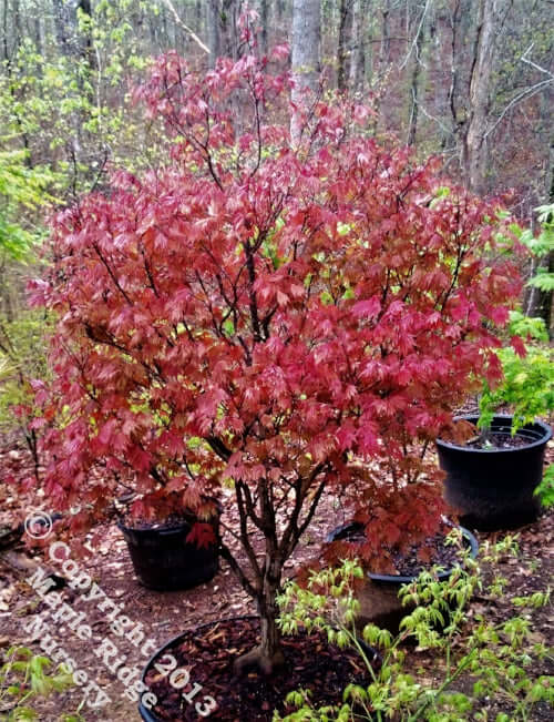 Acer palmatum 'Ruslyn in Pink' - mapleridgenursery