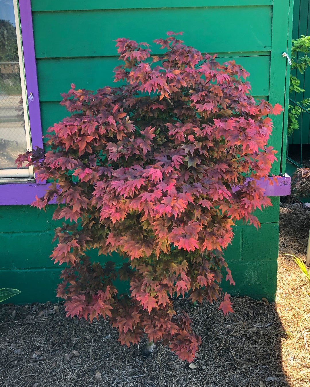 Acer palmatum 'Ruslyn in Pink' Dwarf Japanese Maple - Maple Ridge Nursery