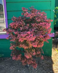 Thumbnail for Acer palmatum 'Ruslyn in Pink' Dwarf Japanese Maple - Maple Ridge Nursery