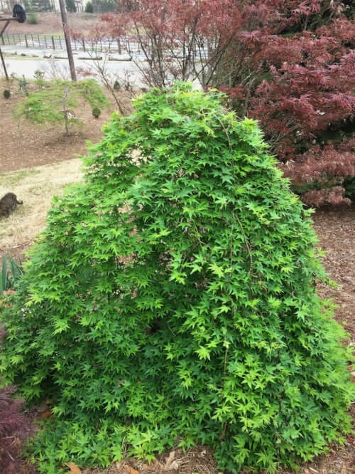 Acer palmatum 'Ryu sei' - mapleridgenursery