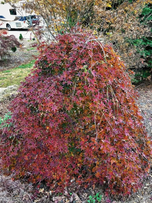 Acer palmatum 'Ryu sei' - mapleridgenursery