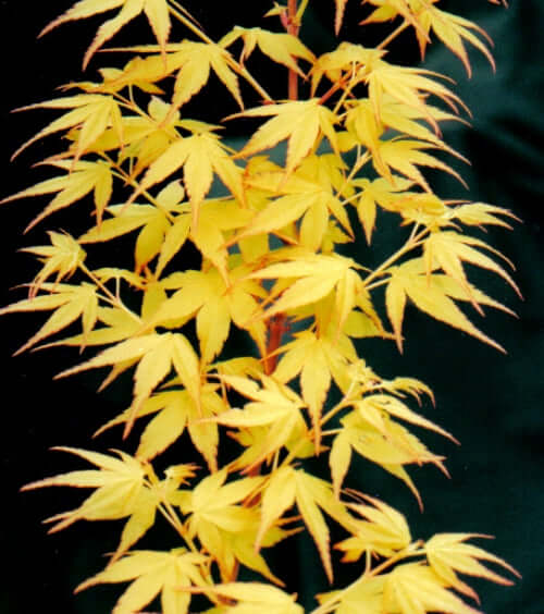 Acer palmatum 'Sango kaku' - mapleridgenursery