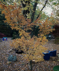 Thumbnail for Acer palmatum 'Sango kaku' - mapleridgenursery