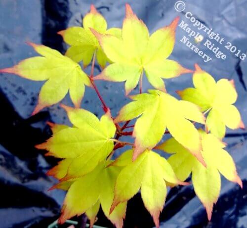 Acer palmatum 'Satsuki Beni' - mapleridgenursery