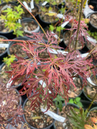 Thumbnail for Acer palmatum 'Scarlet Princess' - mapleridgenursery