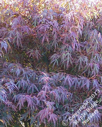 Thumbnail for Acer palmatum 'Scolopendrifolium Rubrum' Red Japanese Maple - Maple Ridge Nursery