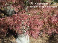 Thumbnail for Acer palmatum 'Seiryu' - mapleridgenursery