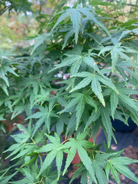 Thumbnail for Acer palmatum 'Seiun kaku' - mapleridgenursery