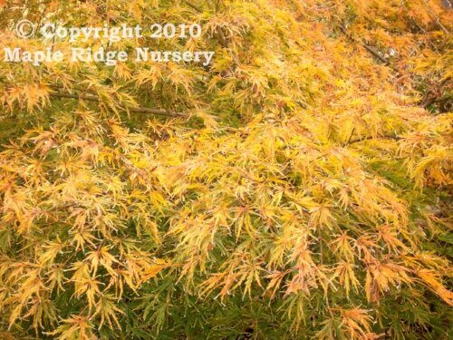 Acer palmatum 'Sekimori' - mapleridgenursery
