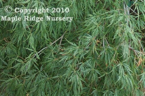 Acer palmatum 'Sekimori' - mapleridgenursery