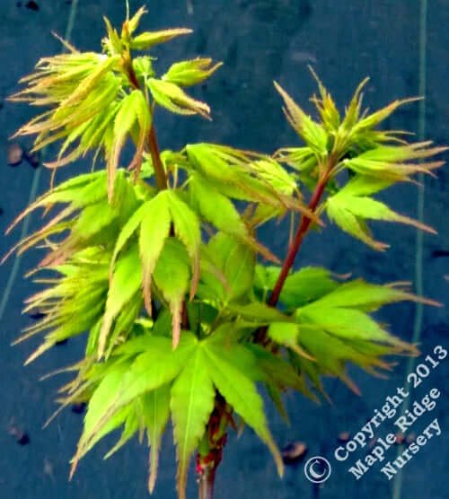 Acer palmatum 'Sekka yatsabusa' - mapleridgenursery
