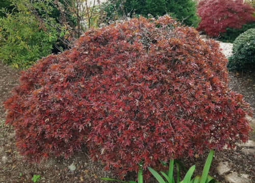 Acer palmatum 'Shaina' - mapleridgenursery