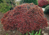 Thumbnail for Acer palmatum 'Shaina' - mapleridgenursery