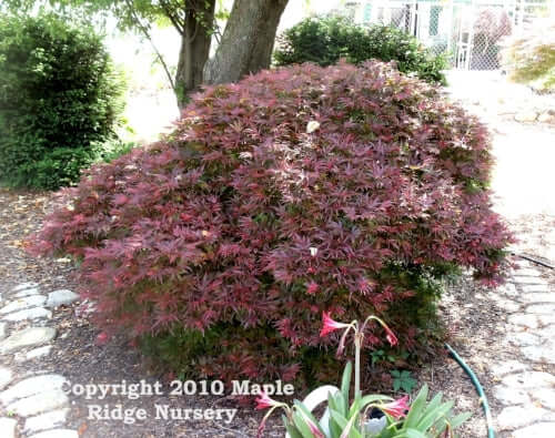 Acer palmatum 'Shaina' - mapleridgenursery