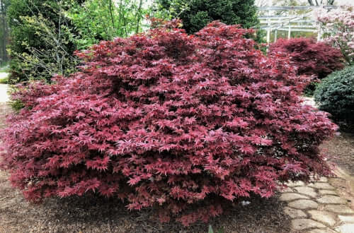 Acer palmatum 'Shaina' - mapleridgenursery