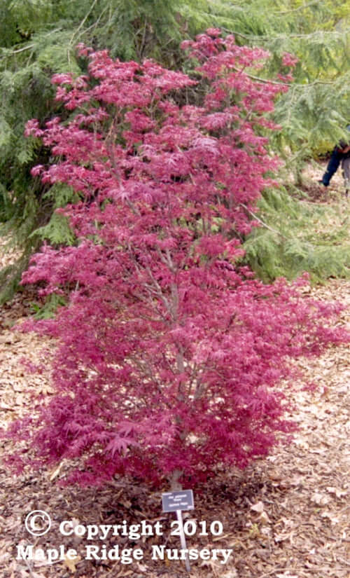 Acer palmatum 'Shaina' - mapleridgenursery