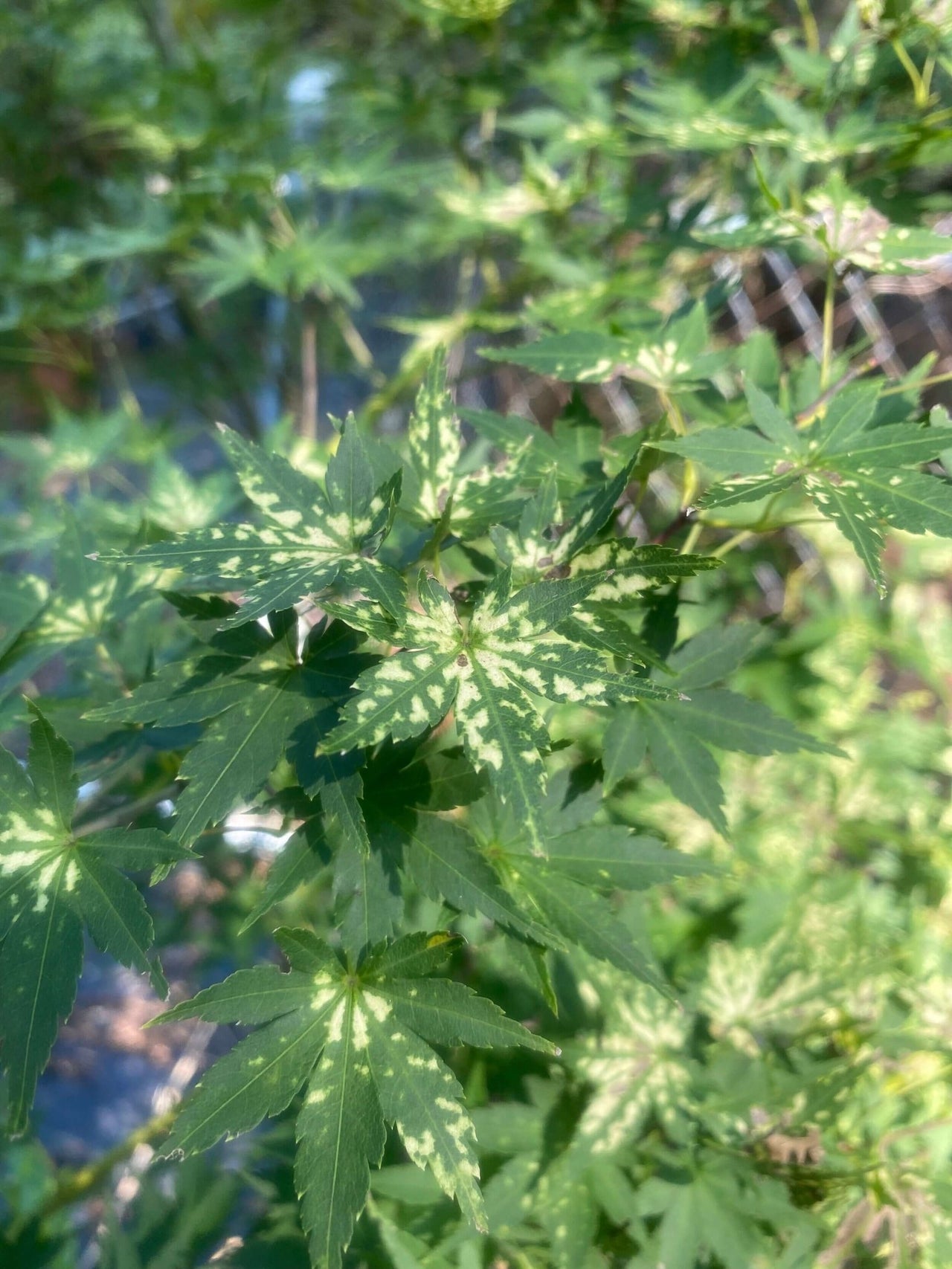 Acer palmatum 'Shiro' - mapleridgenursery