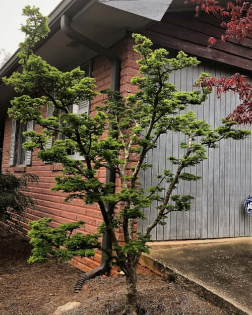Acer palmatum 'Shishigashira' - mapleridgenursery