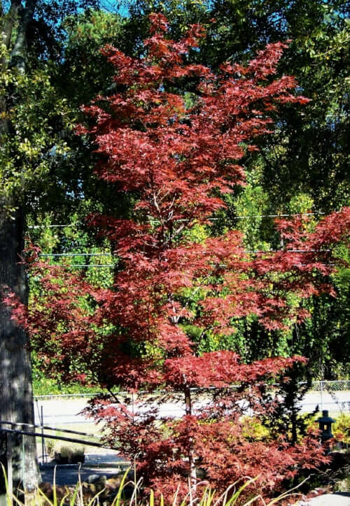 Acer palmatum 'Shojo nomura' - mapleridgenursery