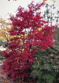 Thumbnail for Acer palmatum 'Skeeter's Broom' - mapleridgenursery