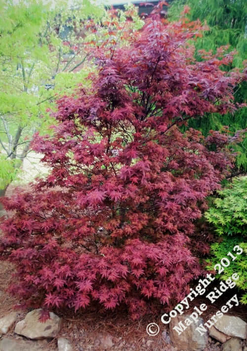 Acer palmatum 'Skeeter's Broom' - mapleridgenursery