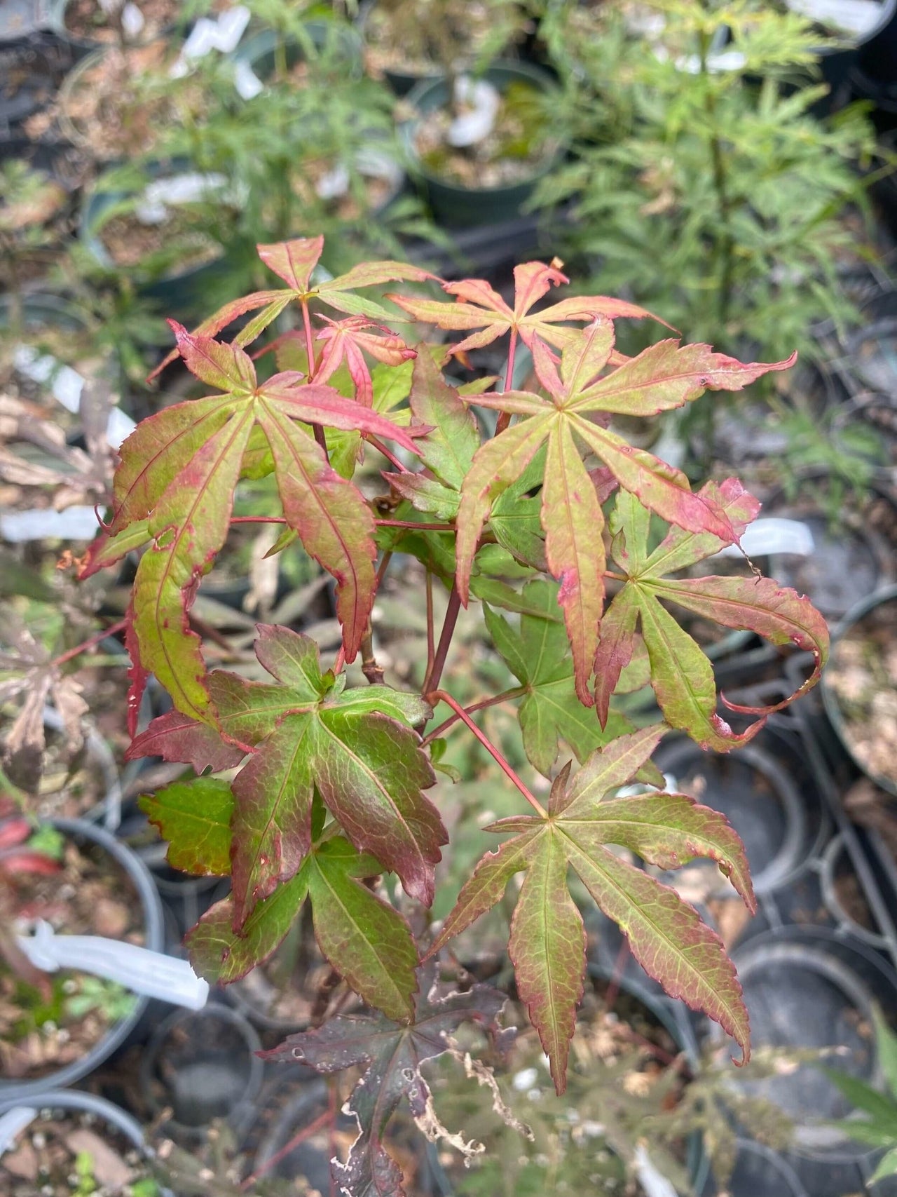 Acer palmatum 'Sophia' - mapleridgenursery