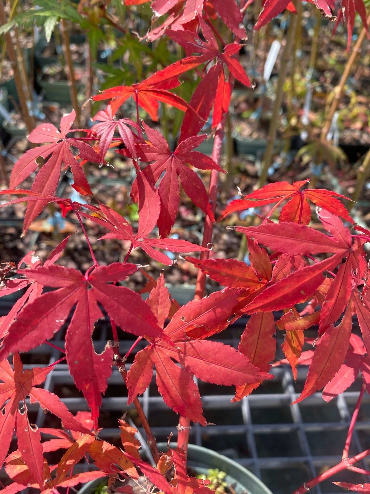 Acer palmatum 'Sophia' - mapleridgenursery