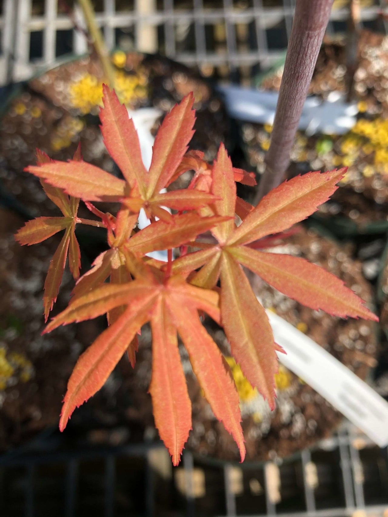 Acer palmatum 'Sophia' - mapleridgenursery