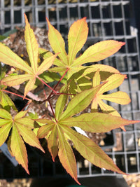 Thumbnail for Acer palmatum 'Sophia' - mapleridgenursery