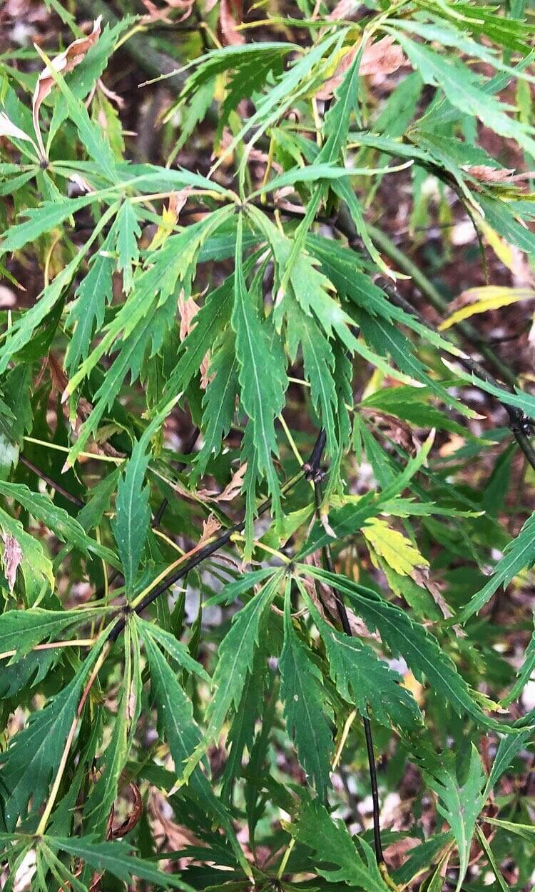 Acer palmatum 'Spring Delight' - mapleridgenursery