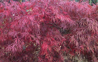 Thumbnail for Acer palmatum 'Tamuke yama' - mapleridgenursery