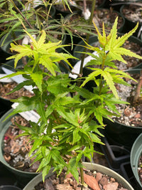 Thumbnail for Acer palmatum 'Taro yama' - mapleridgenursery