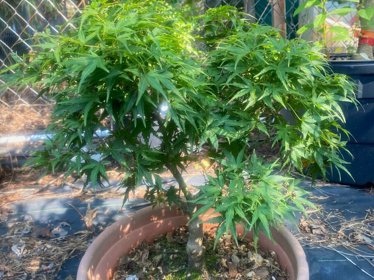 Acer palmatum 'Tattoo' - mapleridgenursery