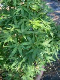 Thumbnail for Acer palmatum 'Tattoo' - mapleridgenursery