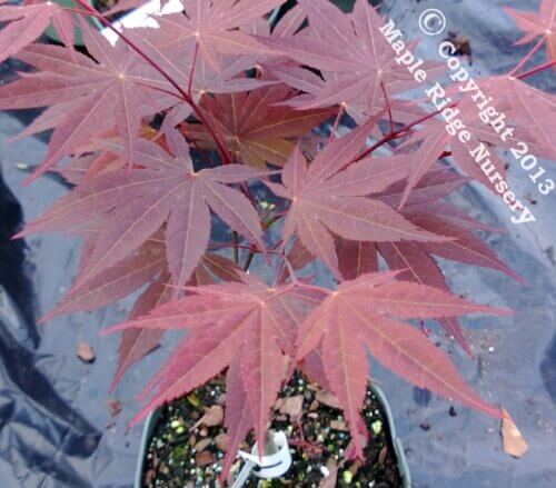 Acer palmatum 'The Bishop' - mapleridgenursery