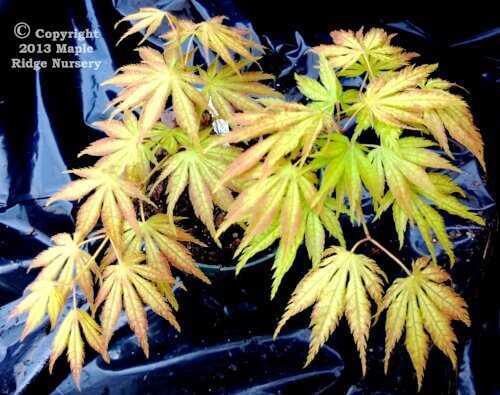 Acer palmatum 'Tiger Rose' - mapleridgenursery