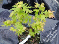 Thumbnail for Acer palmatum 'Tiny Tim' - mapleridgenursery