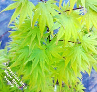 Thumbnail for Acer palmatum 'Tobiosho' - mapleridgenursery
