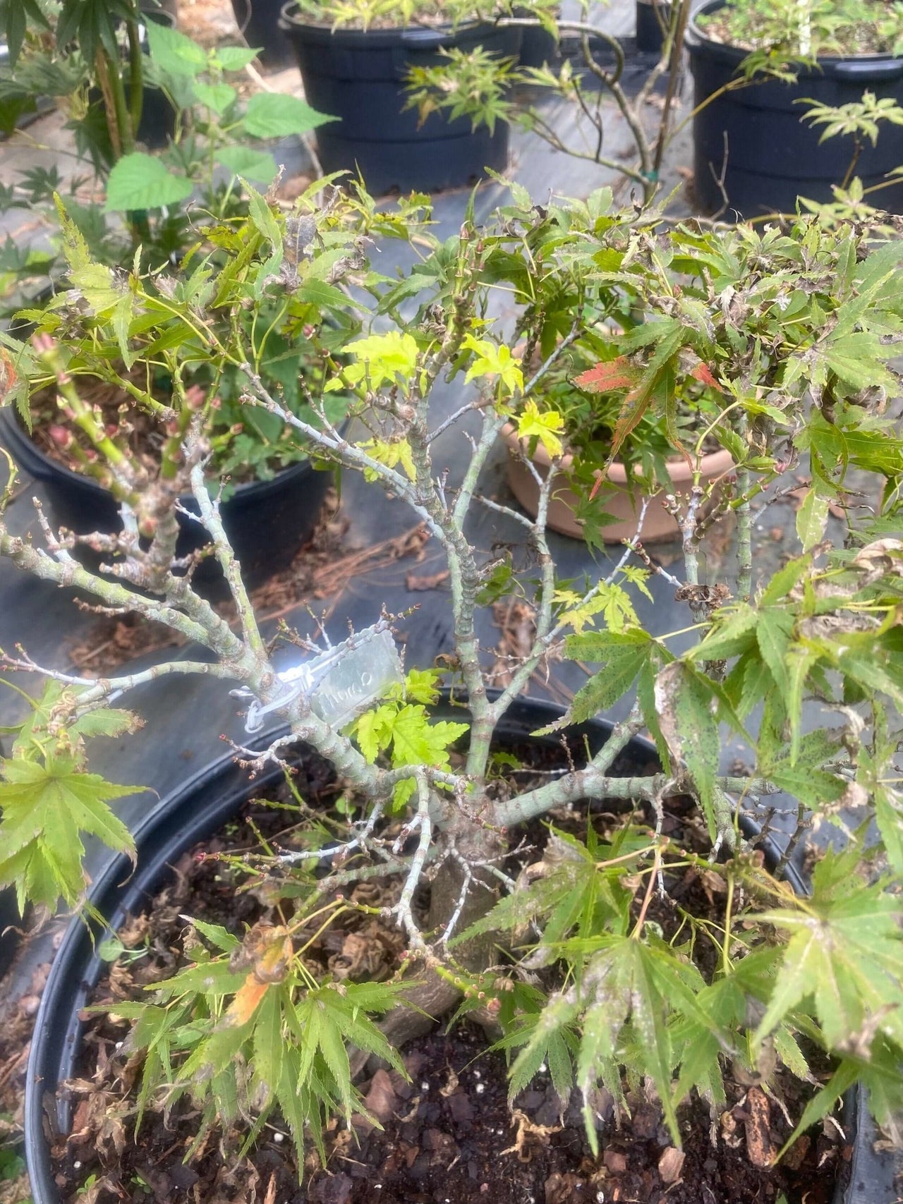 Acer palmatum 'Tom Thumb' - mapleridgenursery
