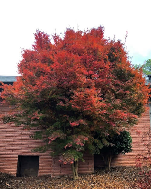 Acer palmatum 'Tsukasa Silhouette' - mapleridgenursery