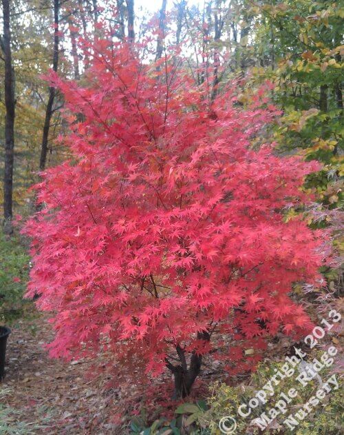 Acer palmatum 'Tsukubane' - mapleridgenursery