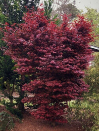 Thumbnail for Acer palmatum 'Twombley's Red Sentinel' - mapleridgenursery