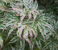 Thumbnail for Acer palmatum 'Ukigumo' Variegated Japanese Maple - Maple Ridge Nursery