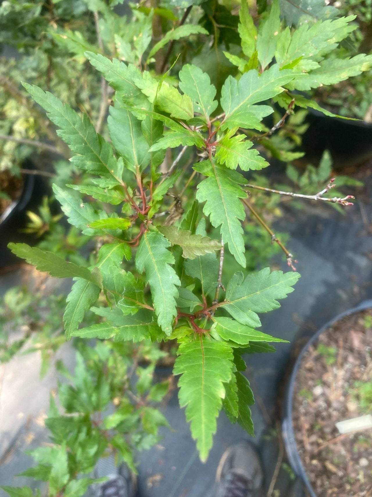 Acer palmatum 'Verkade's Jacus Potus' - mapleridgenursery