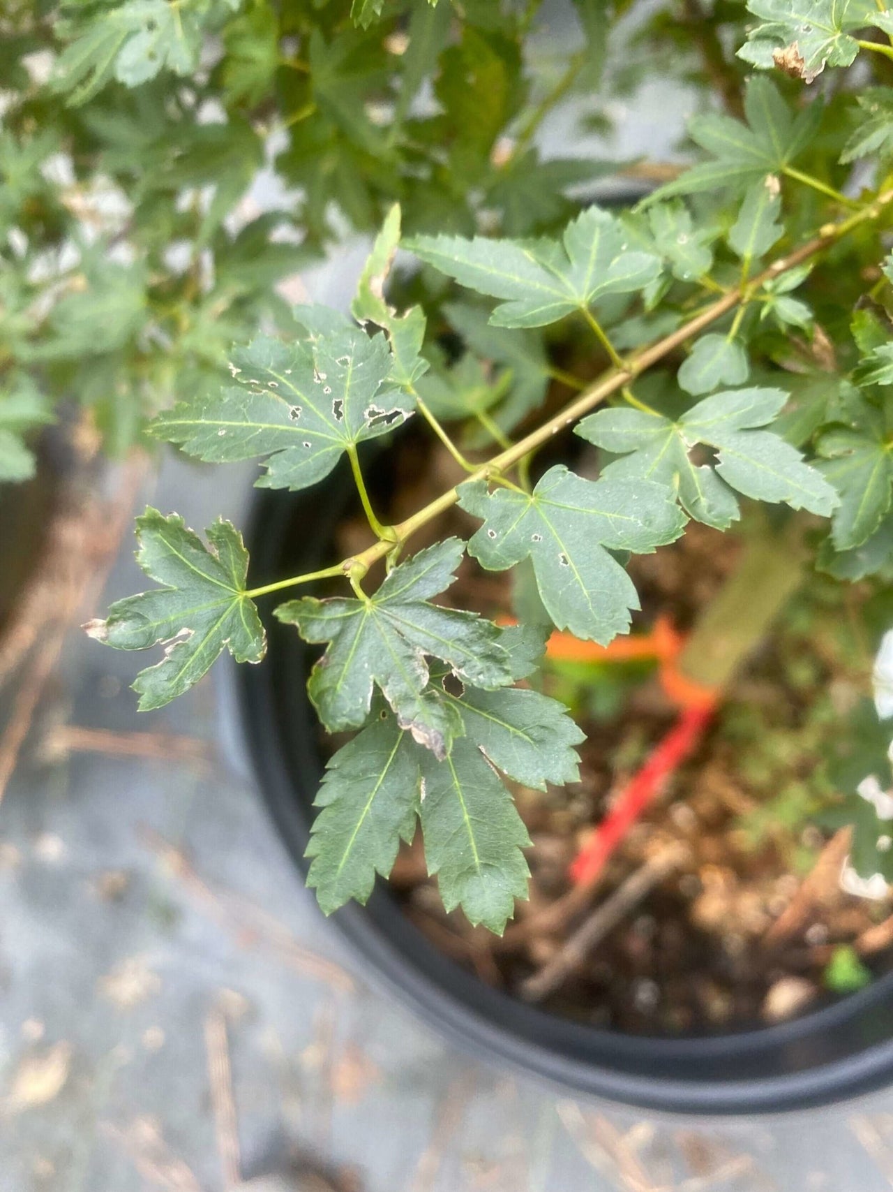 Acer palmatum 'Vic's Broom' - mapleridgenursery